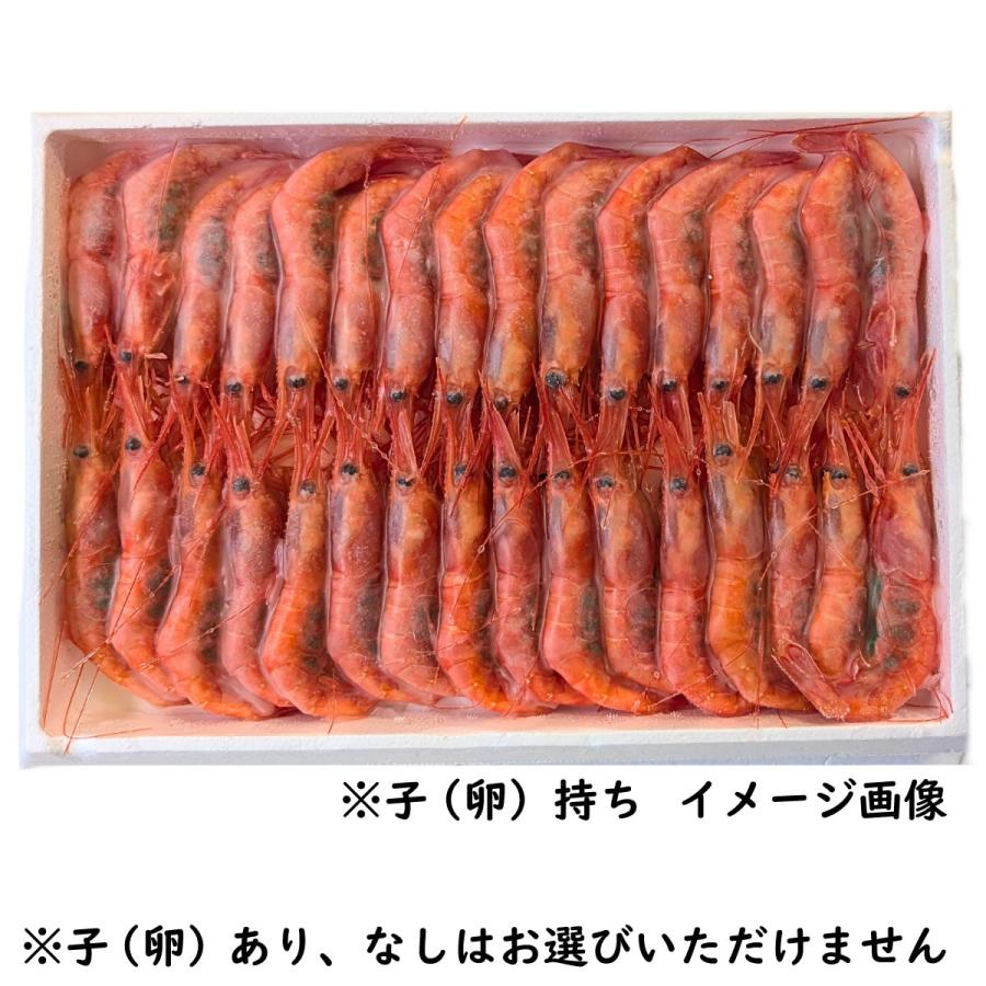 お刺身用 甘えび（船内冷凍）大サイズ 500g以上（山陰 兵庫県産）最も