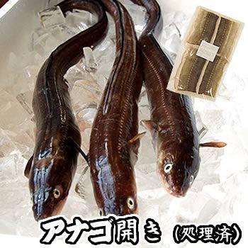 アナゴ生開き（冷凍）　原体が55-59ｃｍ程度の穴子です　（浜坂産）　とれたてを開いて冷凍してます　（穴子） : 毎日漁港へ目利き一筋!かにの山米 - 通販 - Yahoo!ショッピング