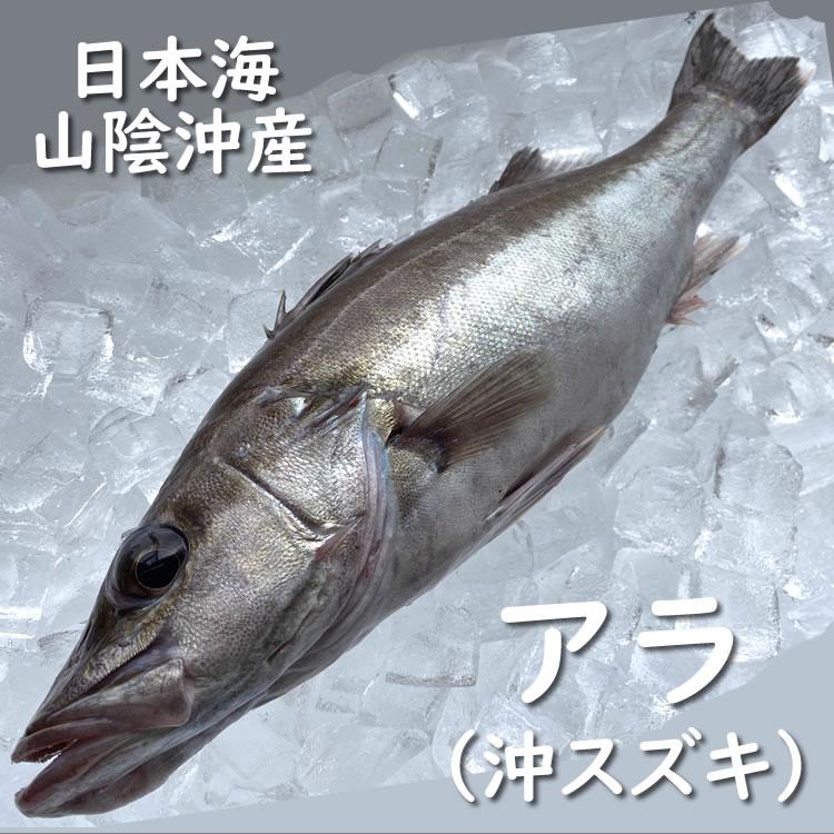 アラ 下処理済 冷凍 １尾 約700ｇ 調理前の重さ 浜坂産 ウロコ 内臓除去済 あら オキスズキ Ara 600 毎日漁港へ目利き一筋 かにの山米 通販 Yahoo ショッピング