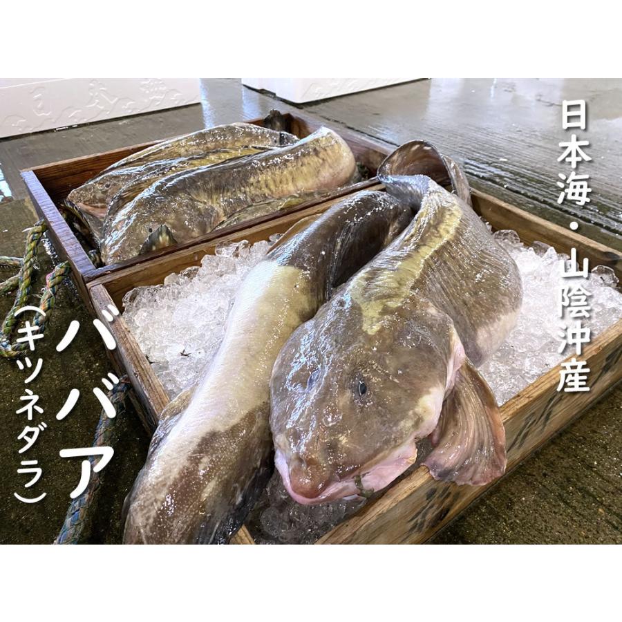 公式の店舗 山陰の珍魚ばばちゃん鍋用処理済 冷凍 750ｇ以上 3人前 大きなババアを捌きました お鍋に煮付けに ババア タナカゲンゲ キツネダ きつねだら Wantannas Go Id