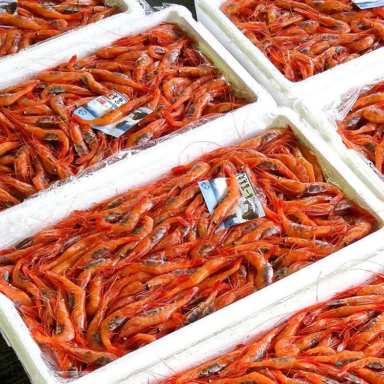 甘えび頭「濃縮えびみそ」70g入 甘エビの頭から味噌を取り出し