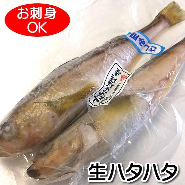 国産 お刺身用とろハタハタ 船内冷凍 大サイズ ２尾入 浜坂産 はたはた 白ハタ 白はた 獲れてすぐ船で急速冷凍しました