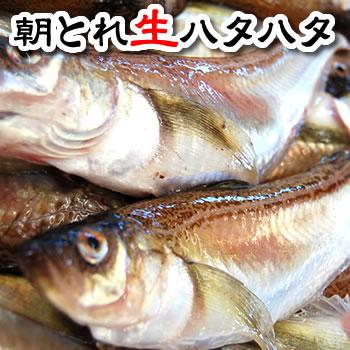 旬もの予約 送料無料セール 朝とれ春のハタハタ 生 大サイズ 約1キロ 予約承り中 はたはた 白ハタ とろハタ Hatahata1k 毎日漁港へ目利き一筋 かにの山米 通販 Yahoo ショッピング
