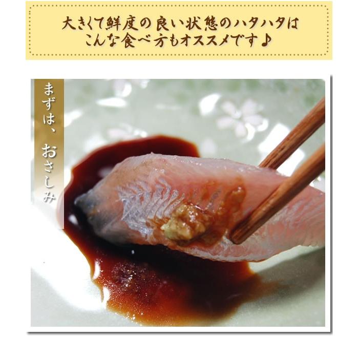 旬もの 予約 春のハタハタ（生） 大きめサイズ 1キロ 1kg 予約承り中