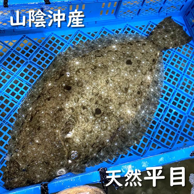 活・天然ヒラメ（生）　1尾　約7.0-7.9ｋｇ前後　（浜坂産）　活かしてますので、発送直前に〆てお届け致します。　(平目・ひらめ)