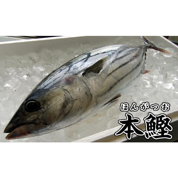 （鰹）6点まとめ買い marin-online_10000246