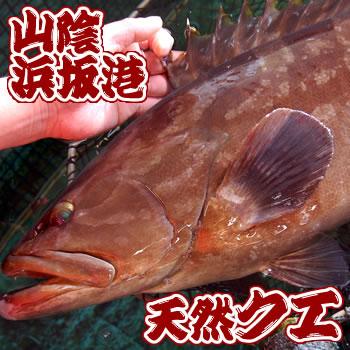 刺身用 天然クエ 薄造り スライス 熟成（冷凍）80g 解凍するだけ 3D