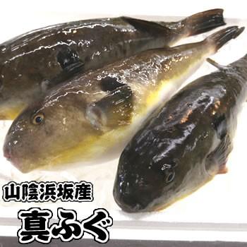 真フグむき身（冷凍）　約500-550g（1-4尾入り）　（山陰浜坂産）　大小あり　真空パック入り（てっちり・ふぐ鍋・真ふぐ・真河豚・まふぐ・マフグ）｜matubagani｜02