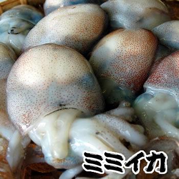 ミミイカ（冷凍） 特大サイズ 約500〜550g程度（4匹入） 子持ち混じり