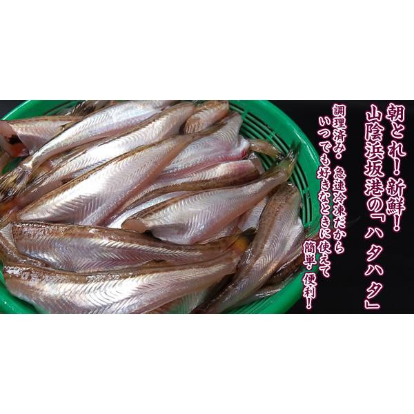 生ハタハタ（無頭・調理済み）（冷凍）小 約150g入 （浜坂産） 大小