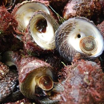 ニナ貝 しったか みな貝 活生 大小混ざり 約500ｇ 浜坂産 近年不漁のため希少です バテイラ なんこ ナンコ シッタカ 尻高 Nina2 毎日漁港へ目利き一筋 かにの山米 通販 Yahoo ショッピング