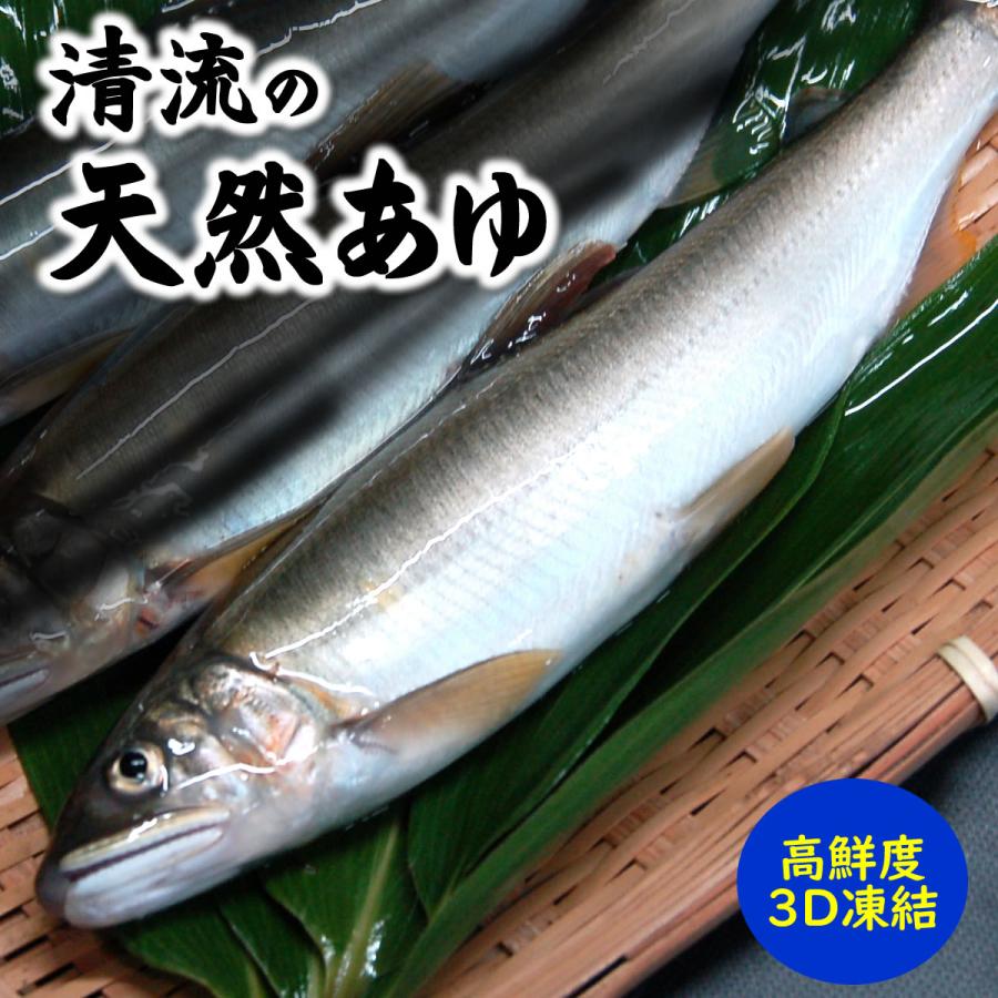 山陰・岸田川産 天然アユ（活〆・友釣り・生冷凍） 超特大 1尾 体長約