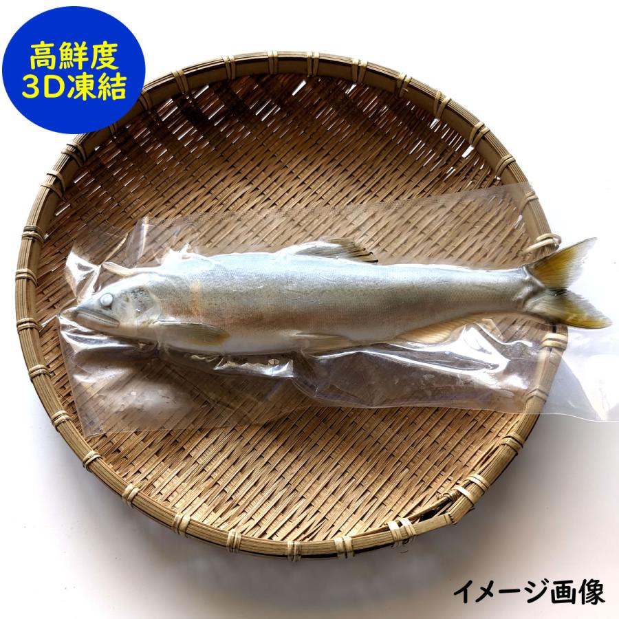 山陰・岸田川産 天然アユ（活〆・友釣り・生冷凍） 超特大 1尾 体長約