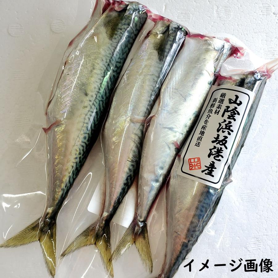 さば　1月20日まで取り置き 小サバ（頭落とし・下処理済・冷凍）3-4尾で約200g入 （山陰沖