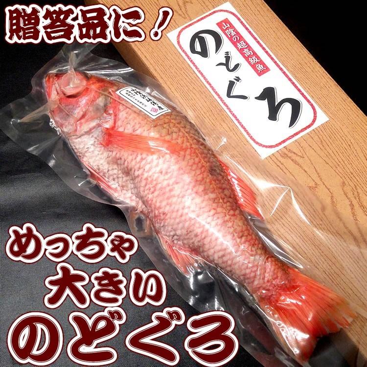 ノドグロ（下処理済・生冷凍）超ビッグサイズ 1尾 約2.0-2.3kg 約50