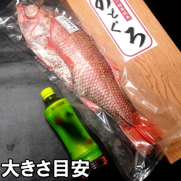 ノドグロ（下処理済・生冷凍）超ビッグサイズ 1尾 約2.0-2.3kg 約50