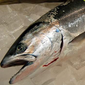 幻の魚！超希少魚！天然サクラマス切身（生冷凍）１切れ（兵庫県浜坂産）（ます,鱒,桜鱒）｜matubagani｜02