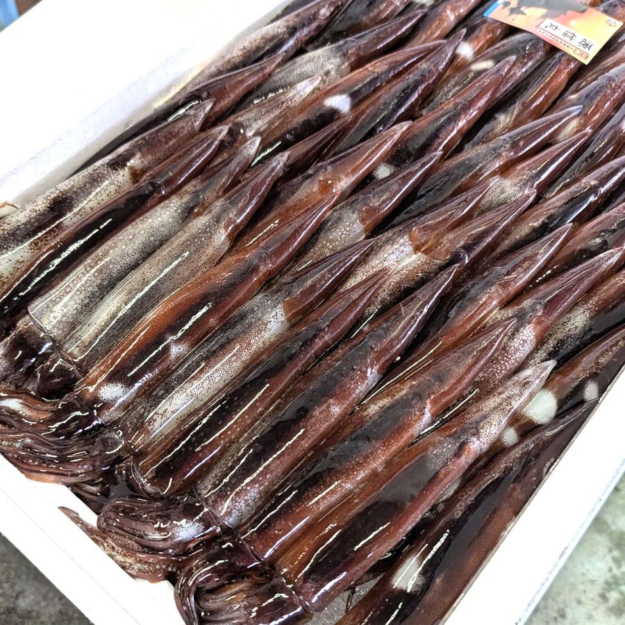 するめいか 丸物15キロ するめいか 丸物15キロ l10_m1_v1.jpg