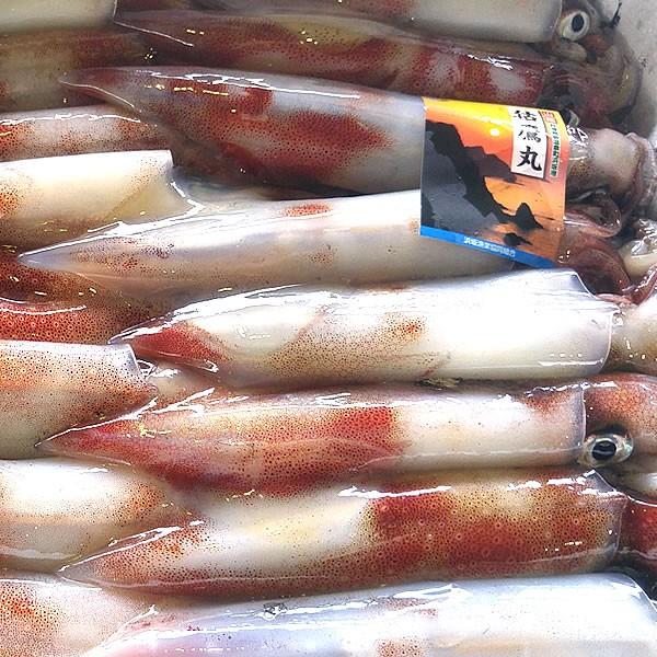 白イカ 冷凍 約1ｋｇ 5杯前後入 浜坂産 お刺身ok 白烏賊 白いか 烏賊 やりいか ヤリイカ ケンサキ けんさき Siroika 12 毎日漁港へ目利き一筋 かにの山米 通販 Yahoo ショッピング