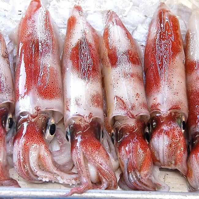 旬もの予約 送料無料セール 朝とれ白イカ 生 約1ｋｇ入 新品未使用 山陰沖産 お刺身 白いか ケンサキ しろいか バーベキューに 白烏賊 シロイカ