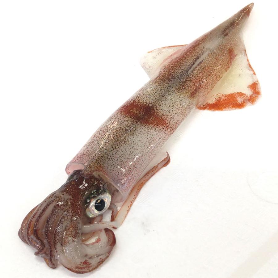 ヤリイカ 生冷凍 １杯 胴長さ約24 26cm 浜坂産 別名 ケンサキイカ テナシイカ Tenasi24 26 毎日漁港へ目利き一筋 かにの山米 通販 Yahoo ショッピング