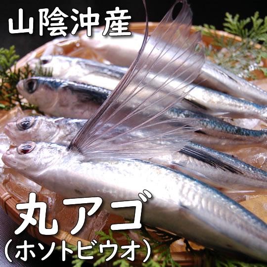 945円 宅送 予約品 送料無料 朝とれ 丸アゴ ホソトビウオ 生 15尾入 浜坂産 あご 飛魚 トビウオ