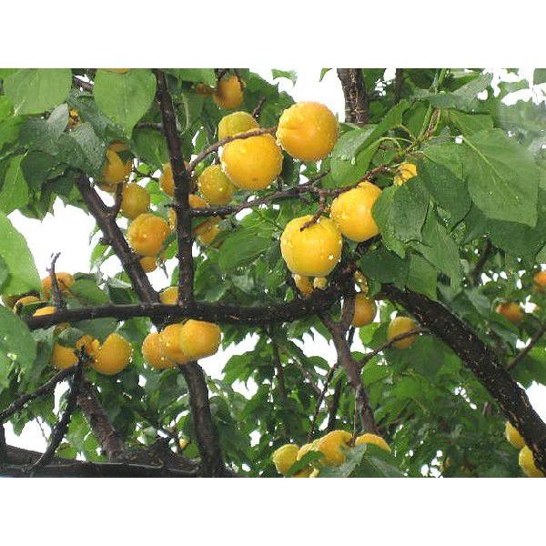 新鮮・あんず　バラ2kg　信州あんずの里より　加工・傷あり　農家直送 |  | 01