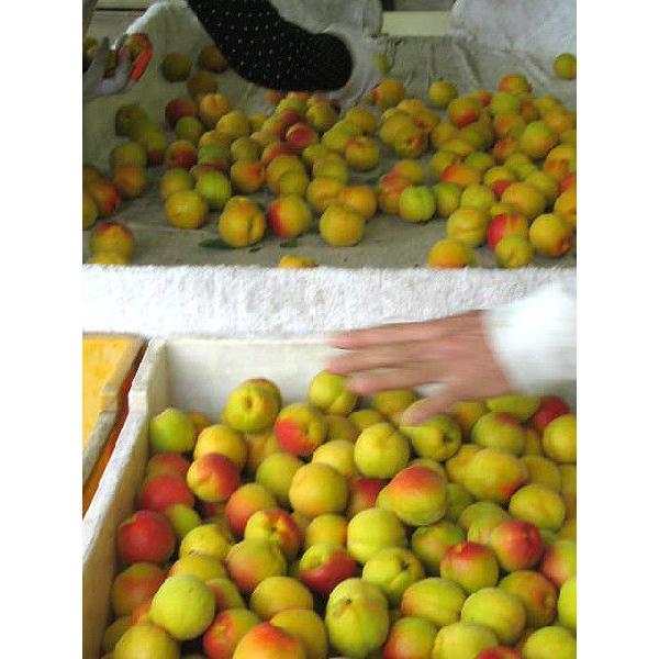 新鮮・あんず　バラ2kg　信州あんずの里より　加工・傷あり　農家直送 |  | 04