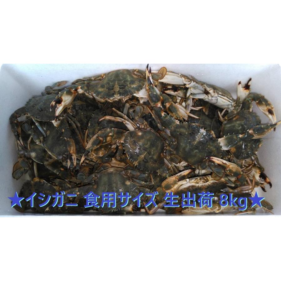 生出荷 食用イシガニ8kg 石蟹 活状態での梱包 中華料理 蟹汁 新生活 商品説明欄必読 味噌汁