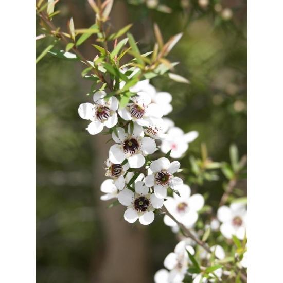 特売 コサナマヌカハニー550 550g M001 マウナワールド店 通販 Yahoo ショッピング Seal限定商品 Futbolcarrasco Com