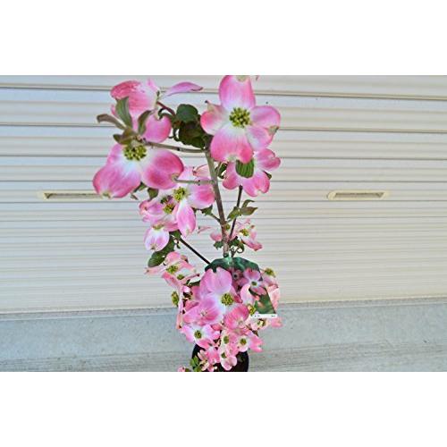 新発売の ハナミズキ苗赤白ピンク3色セット いろんなハナミズキが楽しめます S マックス商会 通販 Yahoo ショッピング 楽天市場 Blog Lonolife Com