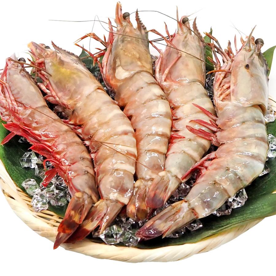 天然海老の王様 バーベキュー用 特大有頭海老 シータイガー 1 3kg 冷凍 Teraサイズ5尾 マックスコスメ 通販 Yahoo ショッピング