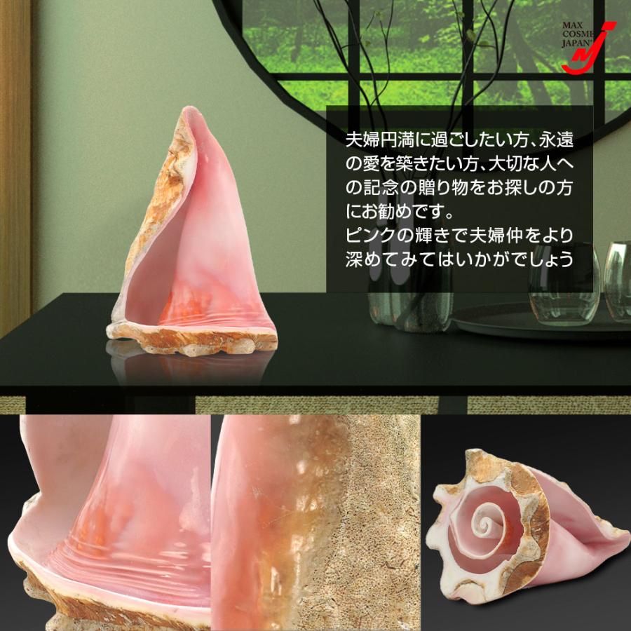 恋愛運 安産 家庭円満 絶滅危惧種 クイーンコンクシェル コンク貝 ピンク貝 24cm 希少 クイーンコンクシェル 貝殻 置物 結婚 安産 子宝 恋人 夫婦円満 開運