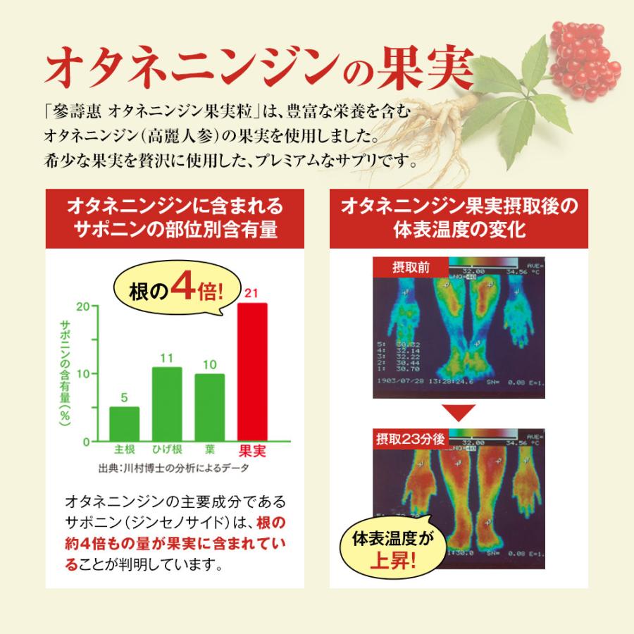 最高級野山参(オタネニンジン) 高麗人参 オタネニンジン果実入り サプリメント 高麗人参子 桑の葉