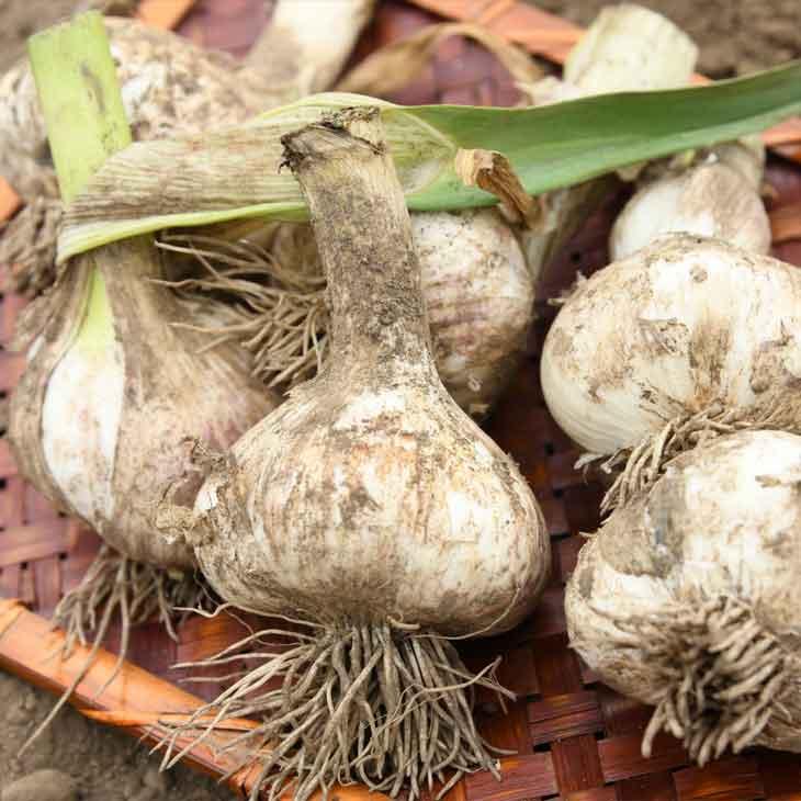 青森県産訳あり熟成黒にんにく 500g 黒ニンニク 大蒜 訳あり 食品 ブランドニンニク 青森県産 福地ホワイト六片 |  | 03