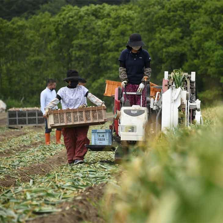 青森県産訳あり熟成黒にんにく 1kg 黒ニンニク 大蒜 訳あり 食品 ブランドニンニク 青森県産 福地ホワイト六片 |  | 02