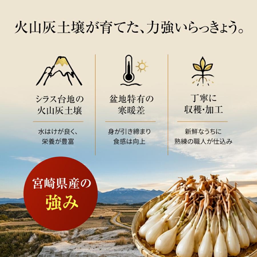 宮崎産らっきょう 甘酢 80g×3袋 国産らっきょう らっきょう 国産 らっきょう漬け ラッキョウ 甘酢らっきょ |  | 06