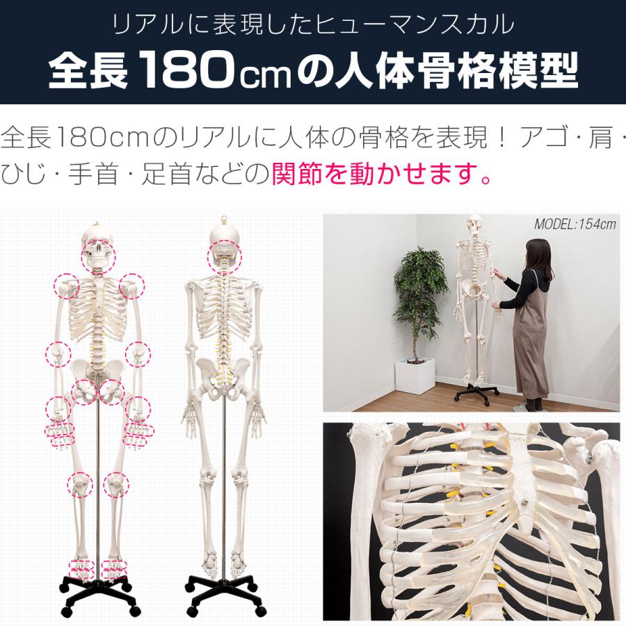 人体模型 骨格模型 骨 等身大 身長約166cm 展示スタンド付き 人体模型 骨格模型 骨 等身大 身長約166cm 展示スタンド付き