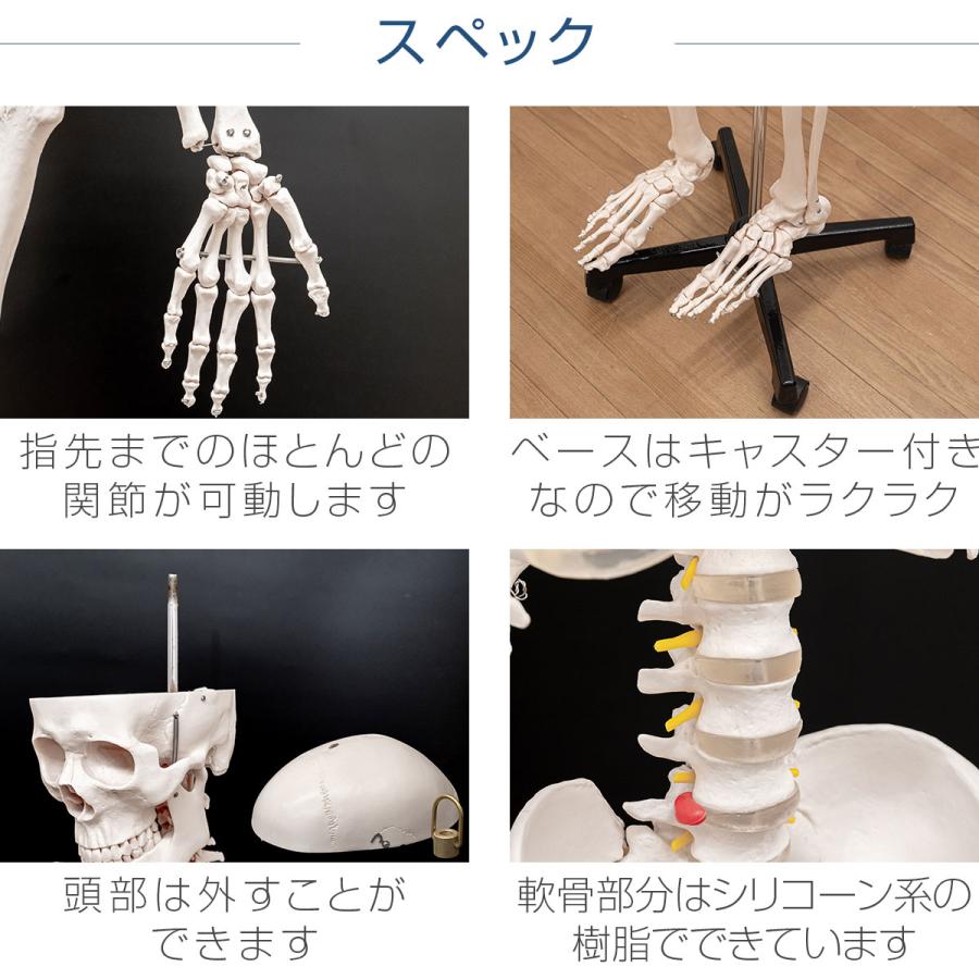 人体模型 骨格模型 骨 等身大 身長約166cm 展示スタンド付き 人体模型 骨格模型 骨 等身大 身長約166cm 展示スタンド付き