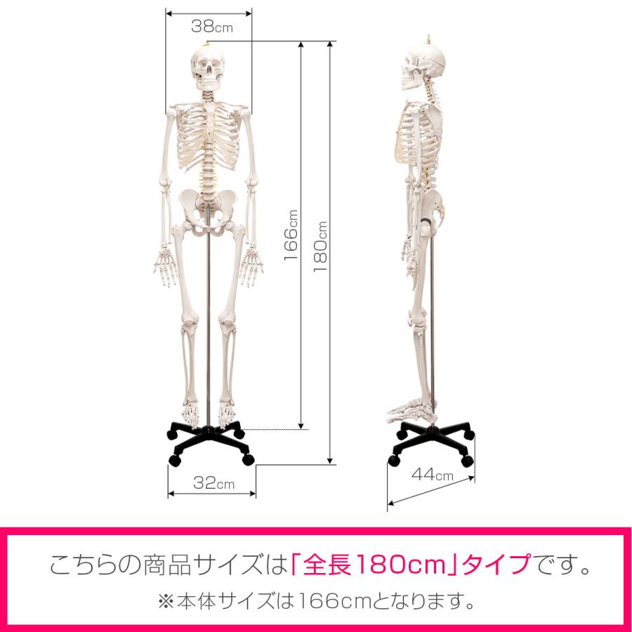 1年保証 人体模型 骨格模型 骨 等身大 身長約166cm 展示スタンド付き 骨格標本 骨格モデル 全身骨格模型 実物大 直立 可動 医学 理学 解剖学 整体 送料無料｜maxshare｜07