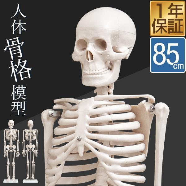 人体模型 骨格模型 骨 約85cm 1/2モデル 展示スタンド付き 骨格標本