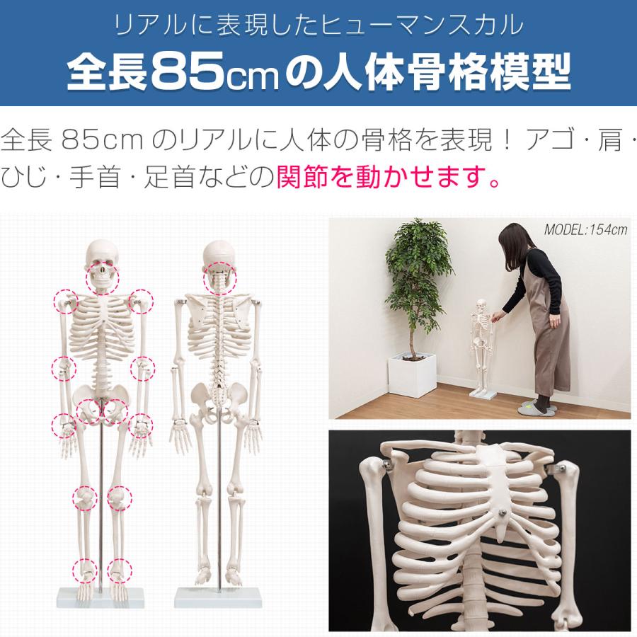 1年保証 人体模型 骨格模型 骨 約85cm 1/2モデル 展示スタンド付き 骨格標本 骨格モデル 全身骨格模型 直立 可動 医学 理学 解剖学 整体 整骨院 送料無料｜maxshare｜02