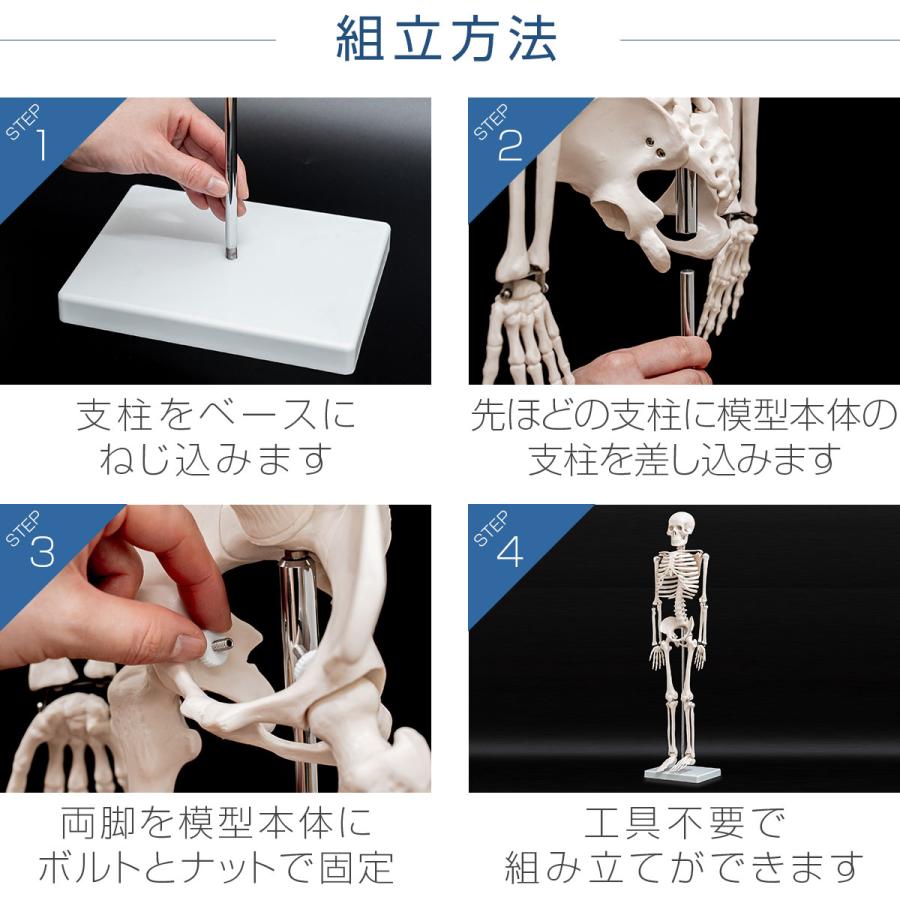 人体模型 骨格模型 骨 約85cm 1/2モデル 展示スタンド付き 骨格 人体模型 骨格模型 骨 約85cm 1/2モデル 展示スタンド付き 骨格