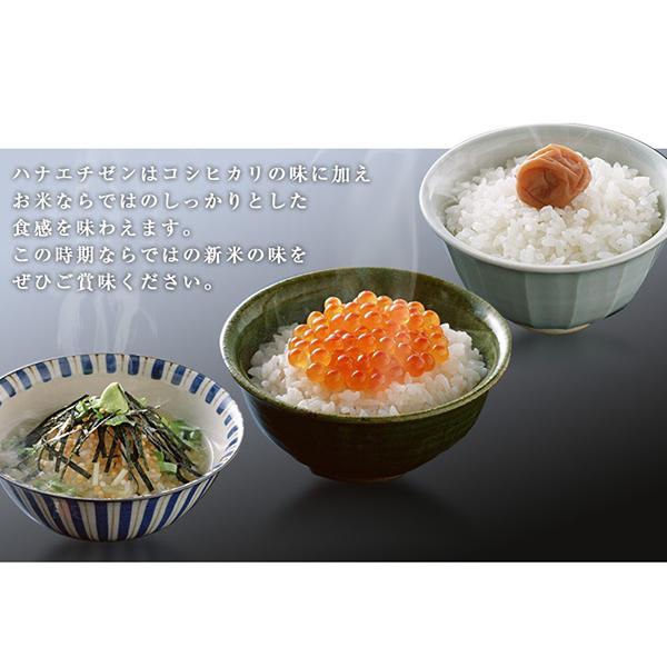 ハナエチゼン 令和七年度産 福井県産ハナエチゼン 15kg(5kg×3