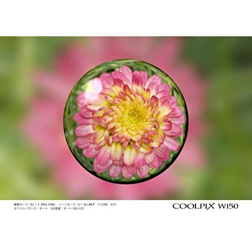 Nikon デジタルカメラ COOLPIX W150 防水 W150WH クールピクス ホワイト キヤノン デジタルカメラPowerShot SX740 HS ブラック 2955C004 1台