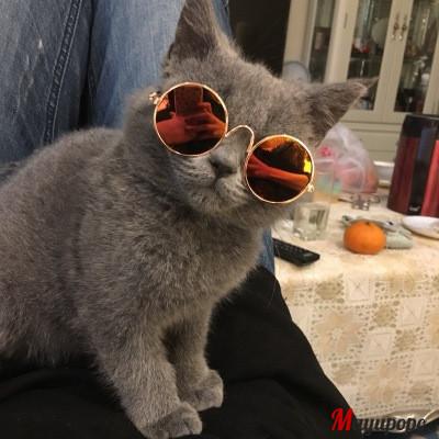 ペットグラス 猫サングラス 犬サングラス 犬 猫 ペット 眼鏡 めがね おしゃれ 仮装 丸眼鏡 ねこちゃん サングラスネコ アクセサリー コスプレ パーティ 面白い 21fasyon44 マユポポ 通販 Yahoo ショッピング