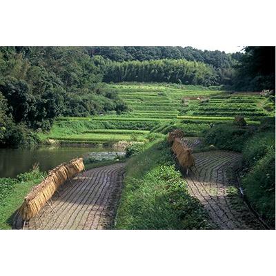 本田商店 兵庫 地酒 龍力 たつりき 純米大吟釀 千鶴萬亀 せんつるまん