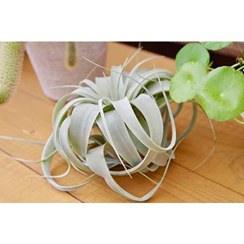 超特価sale開催 専門誌 T Xerographica ティランジア キセログラフィカ Sサイズ Tillandsia Xerographica エアプランツ チランジア エアープランツ エアプランツ 専門 Www Threeriversofs Com
