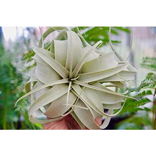 超特価sale開催 専門誌 T Xerographica ティランジア キセログラフィカ Sサイズ Tillandsia Xerographica エアプランツ チランジア エアープランツ エアプランツ 専門 Www Threeriversofs Com