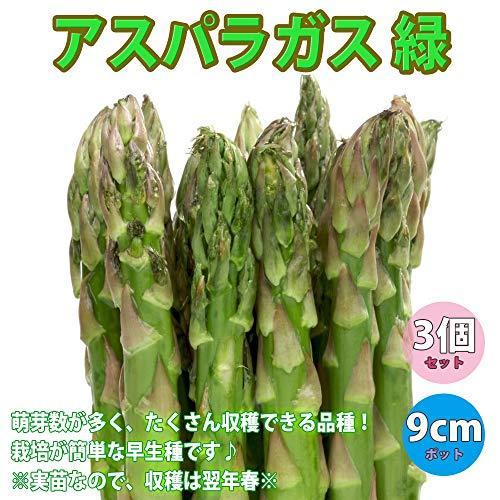 アスパラガス苗 緑アスパラガス 品種 ウェルカム 野菜苗 9cmポット実生苗 3個セット Ll級が次々とれる多収穫品種 7月 9月も植付け可能 S 2502 Mbストアー 通販 Yahoo ショッピング